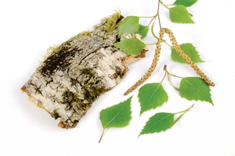 Λευκή σημύδα – στοιχείο της σύνθεσης κεραμίνης